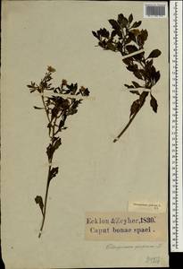 Chrysanthemoides monilifera subsp. pisifera (L.) Norl., Africa (AFR) (South Africa)