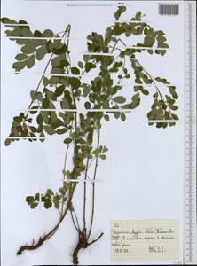 Euphorbiaceae, Africa (AFR) (Ethiopia)