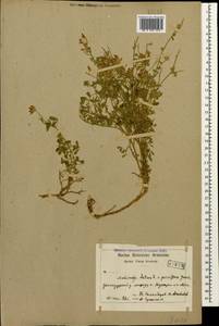 Medicago sativa L., Caucasus, Armenia (K5) (Armenia)