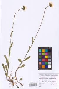 Leucanthemum vulgare Lam., Eastern Europe, Northern region (E1) (Russia)