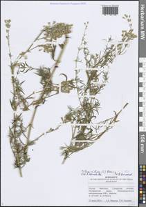 Silene sibirica (L.) Pers., Eastern Europe, Middle Volga region (E8) (Russia)