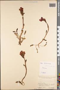 Pedicularis rhinanthoides, Middle Asia, Pamir & Pamiro-Alai (M2) (Kyrgyzstan)
