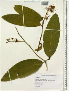 Capparis, South Asia, South Asia (Asia outside ex-Soviet states and Mongolia) (ASIA) (Vietnam)