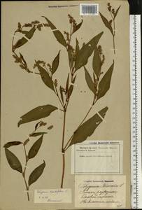 Persicaria maculosa Gray, Eastern Europe, Latvia (E2b) (Latvia)