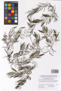 Ceratophyllum submersum L., Eastern Europe, Lower Volga region (E9) (Russia)