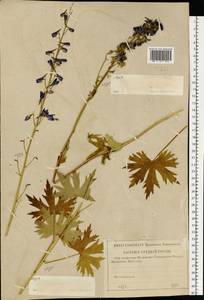 Delphinium cuneatum Steven ex DC., Eastern Europe, Middle Volga region (E8) (Russia)