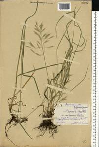 Bromus riparius Rehmann, Eastern Europe, Central forest-and-steppe region (E6) (Russia)