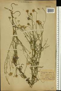 Centaurea cyanus L., Eastern Europe, Belarus (E3a) (Belarus)
