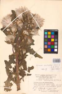 Cirsium esculentum (Siev.) C. A. Mey., Eastern Europe, Eastern region (E10) (Russia)