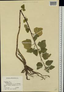 Althaea officinalis L., Eastern Europe, North-Western region (E2) (Russia)