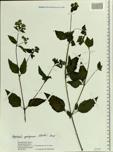 Mirabilis nyctaginea (Michx.) MacMill., Eastern Europe, Central forest-and-steppe region (E6) (Russia)