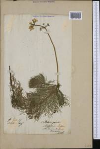 Hottonia palustris L., Western Europe (EUR)