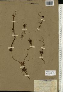 Cuscuta lupuliformis Krock., Eastern Europe, Volga-Kama region (E7) (Russia)