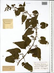 Hablitzia tamnoides M. Bieb., Caucasus, Stavropol Krai, Karachay-Cherkessia & Kabardino-Balkaria (K1b) (Russia)