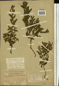 Heliotropium sibiricum (L.) J. I. M. Melo, Eastern Europe, Lower Volga region (E9) (Russia)