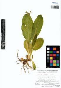 Primula elatior subsp. pallasii (Lehm.) W. W. Sm. & Forrest, Siberia, Altai & Sayany Mountains (S2) (Russia)