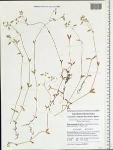 Cerastium holosteoides Fr., Eastern Europe, Northern region (E1) (Russia)