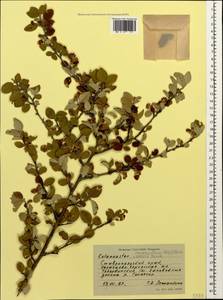 Cotoneaster suavis Pojark., Caucasus, Stavropol Krai, Karachay-Cherkessia & Kabardino-Balkaria (K1b) (Russia)