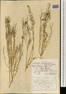 Haloxylon ammodendron (C. A. Mey.) Bunge ex Fenzl, Mongolia (MONG) (Mongolia)