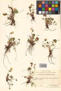 Potentilla stolonifera Lehm. ex Ledeb., Siberia, Chukotka & Kamchatka (S7) (Russia)