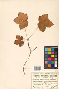 Rubus humulifolius C.A.Mey., Eastern Europe, Eastern region (E10) (Russia)