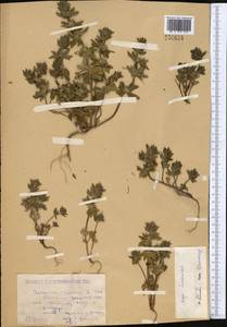 Lamiaceae, Middle Asia, Caspian Ustyurt & Northern Aralia (M8) (Kazakhstan)