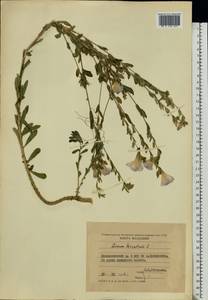 Linum hirsutum L., Eastern Europe, Moldova (E13a) (Moldova)