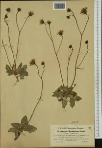 Hieracium hypochoeroides subsp. wiesbaurianum (R. Uechtr.) Greuter, Western Europe (EUR) (France)