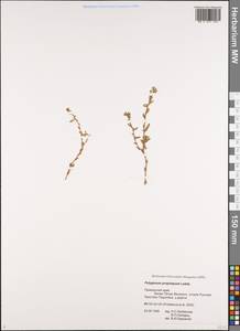 Polygonum arenastrum subsp. arenastrum, Siberia, Russian Far East (S6) (Russia)