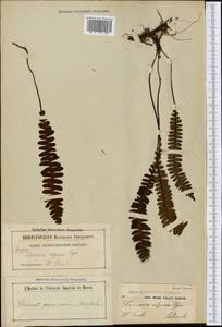 Austroblechnum penna-marina subsp. penna-marina, America (AMER) (United States)