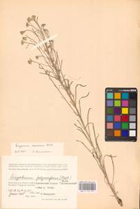 Erysimum diffusum Ehrh., Eastern Europe, Lower Volga region (E9) (Russia)