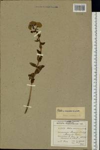 Hylotelephium maximum (L.) Holub, Eastern Europe, South Ukrainian region (E12) (Ukraine)