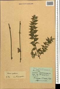 Ruscus aculeatus L., Caucasus, Abkhazia (K4a) (Abkhazia)