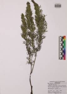 Adonis vernalis L., Eastern Europe, Central region (E4) (Russia)