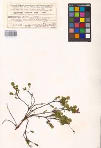 Phyllodoce caerulea (L.) Bab., Eastern Europe, Northern region (E1) (Russia)