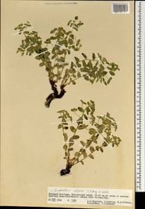 Euphorbia alpina C.A.Mey. ex Ledeb., Mongolia (MONG) (Mongolia)