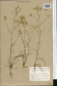 Lepidium songaricum Schrenk, Middle Asia, Northern & Central Kazakhstan (M10) (Kazakhstan)