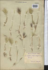 Bromus pumilio (Trin.) P.M.Sm., Middle Asia, Syr-Darian deserts & Kyzylkum (M7) (Uzbekistan)