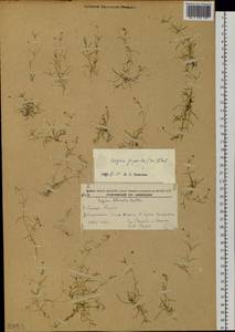 Sagina japonica (Sw. ex Steud.) Ohwi, Siberia, Russian Far East (S6) (Russia)