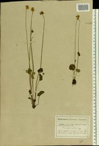 Parnassia palustris L., Eastern Europe, Middle Volga region (E8) (Russia)
