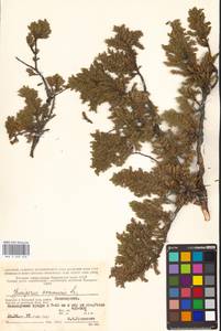 Juniperus communis L., Eastern Europe, Northern region (E1) (Russia)