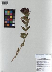 KUZ 000 383, Gentiana septemfida subsp. septemfida, Siberia, Altai & Sayany Mountains (S2) (Russia)