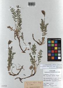 Oxytropis altaica (Pall.) Pers., Siberia, Altai & Sayany Mountains (S2) (Russia)