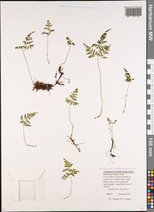 Cystopteris montana (Lam.) Desv., Caucasus, Stavropol Krai, Karachay-Cherkessia & Kabardino-Balkaria (K1b) (Russia)