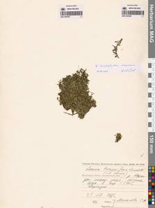 Ceratophyllum demersum L., Siberia, Chukotka & Kamchatka (S7) (Russia)