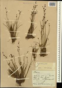 Juncus alpinoarticulatus Chaix, Caucasus, Stavropol Krai, Karachay-Cherkessia & Kabardino-Balkaria (K1b) (Russia)