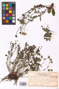 Hieracium lachenalii subsp. deductum (Sudre) Greuter, Eastern Europe, Moscow region (E4a) (Russia)