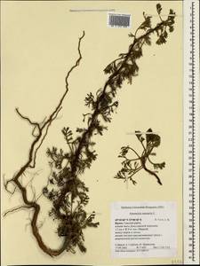 Artemisia arenaria DC., Crimea (KRYM) (Russia)