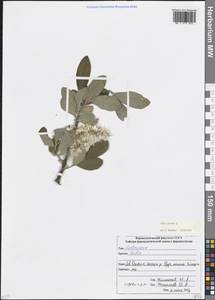 Salix cinerea L., Caucasus, North Ossetia, Ingushetia & Chechnya (K1c) (Russia)