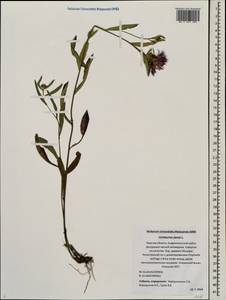 Centaurea jacea L., Eastern Europe, North-Western region (E2) (Russia)